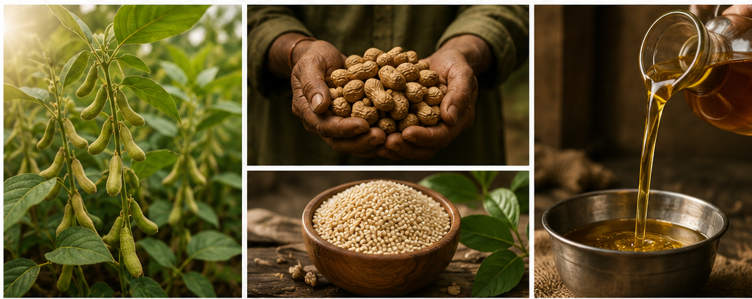 Native crop, farmer harvesting groundnuts, sesame seeds, and cold-pressed oil being poured